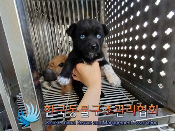 한국동물구조관리협회_441406202402182